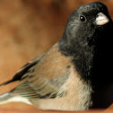 Dark-eyed Junco