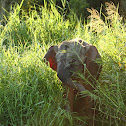Borneo Pygmy Elephant