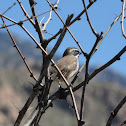 Black Throated Sparrow