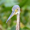 Tricolored Heron