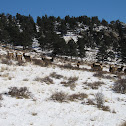 Elk