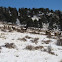 Elk