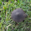 Little brown Collybia