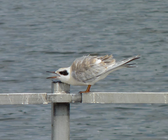 Spotting Image 1