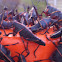 Eastern Lubber Grasshopper (nymphs)