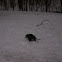 Opossum