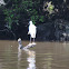 Snowy Egret