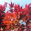 Japanese Maple