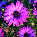 African Daisy