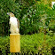Philippine Eagle