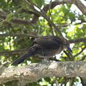 Great-tailed Grackle
