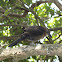 Great-tailed Grackle