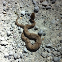Osage copperhead