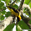 Preuss's Golden-backed Weaver