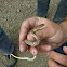 Western Yellow-bellied Racer
