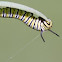 Monarch caterpillar