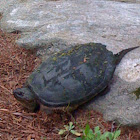 Common snapping turtle