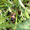 Nicrophorus vespillo