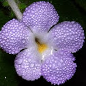 African violet