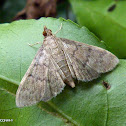 Crambid moth