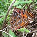 Gulf Fritillary Mating Pair