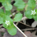 chickweed