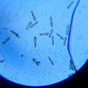 Paramecium