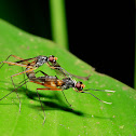 Stilt-legged Flies.