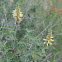 Yellow Dalea