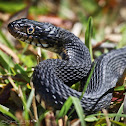 Banded Water Snake