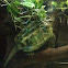Alligator Snapping Turtle