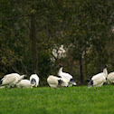 Australian White Ibis