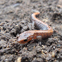 Eastern Red Back Salamander