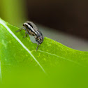 White-fringed Weevil