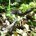 Timber Rattlesnake - Black phase