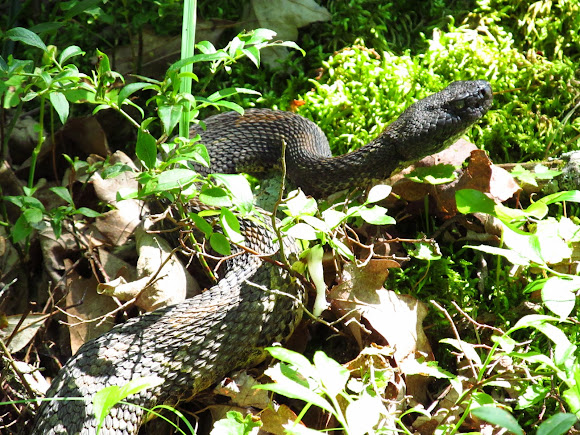 Spotting Image 1