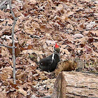 Pileated Woodpecker