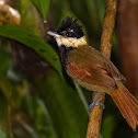 White-bearded Antshrike