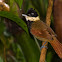 White-bearded Antshrike