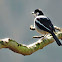 Oriental Magpie
