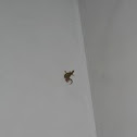 Geckos