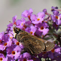 Hobomok Skipper