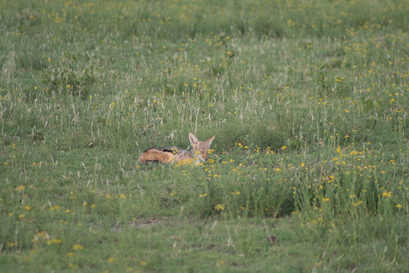 Spotting Image 1