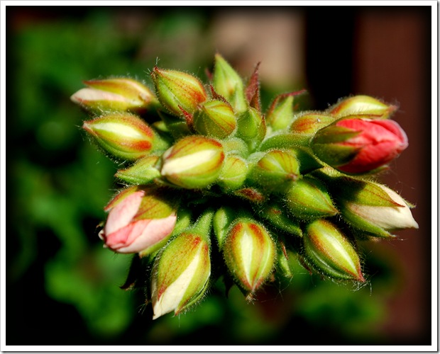 blooming