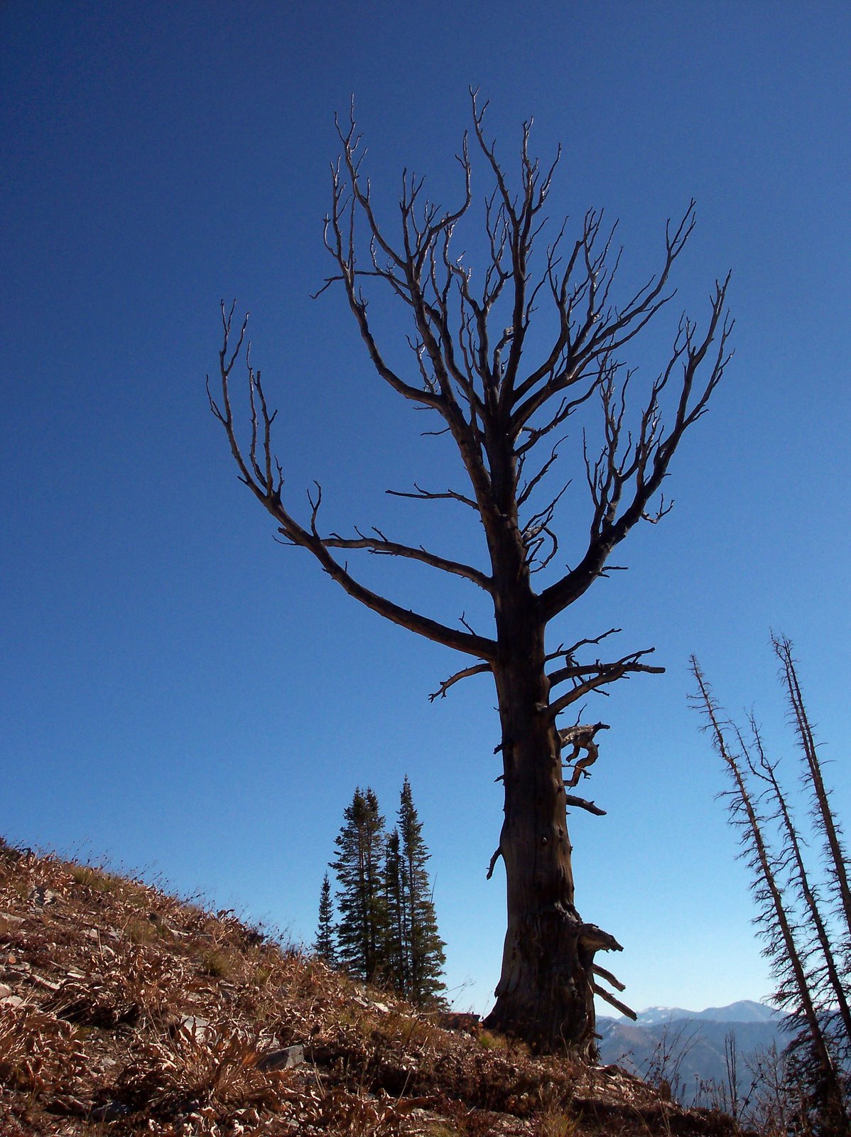 [Idaho tree[2].jpg]