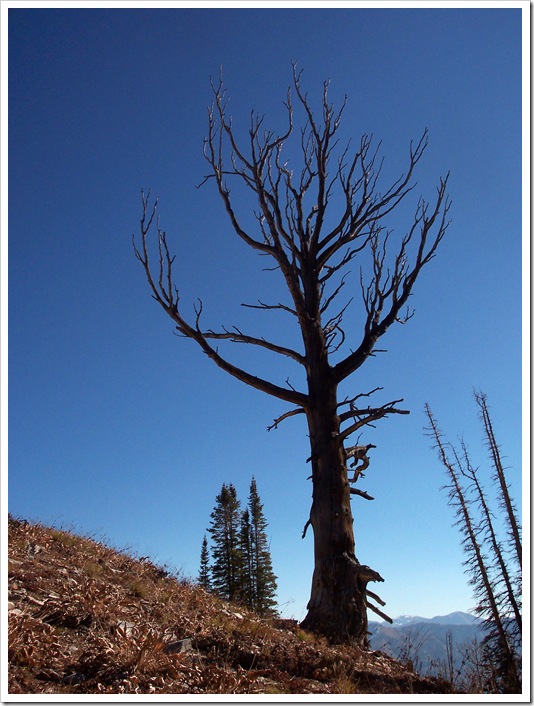 Idaho tree