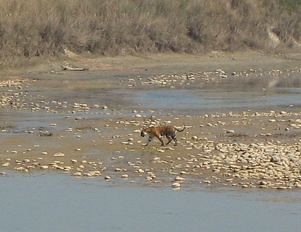 Royal Bengali Tiger