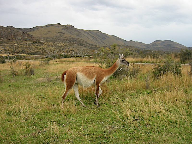 Vicuña