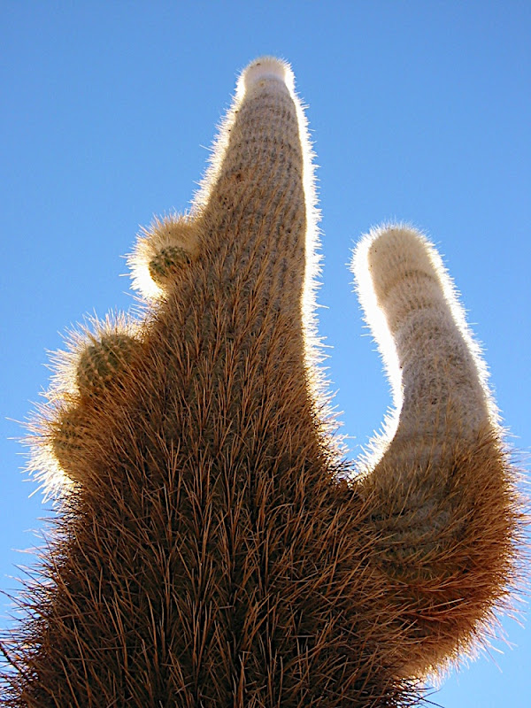Erotic Cactus