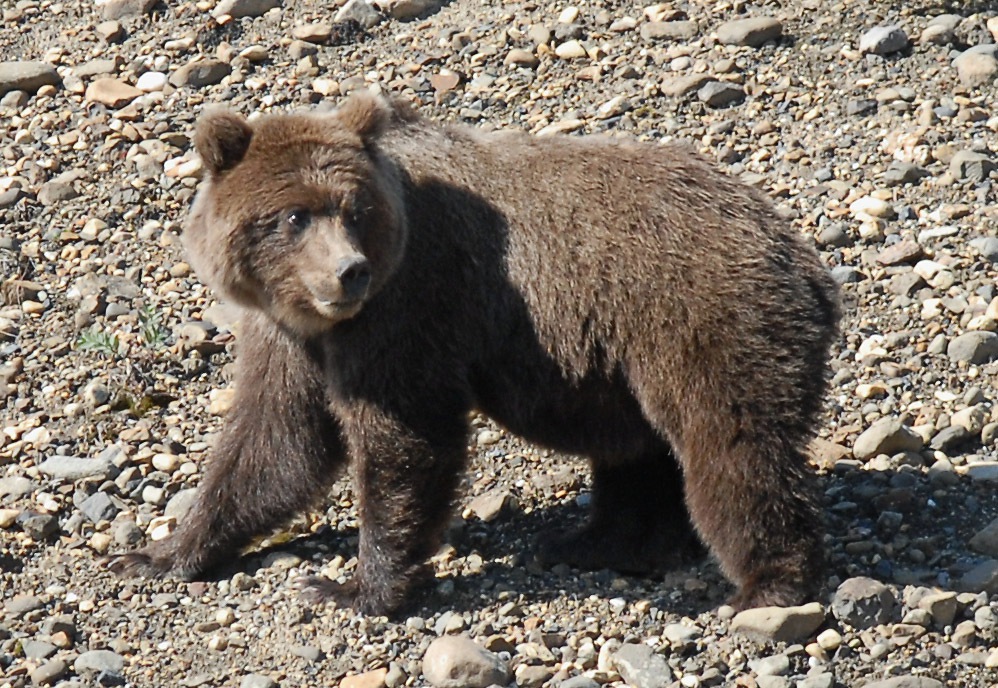 [denalibearweb[8].jpg]